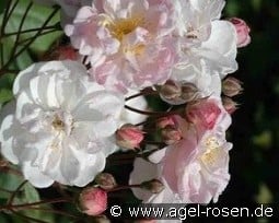 Jean Stephenne kaufen, clicken für mehr Details Jean Stephenne