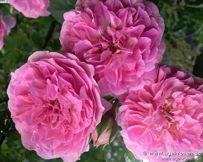 Rose ‘Lavender Lassie‘ (2-Liter Biotopf)