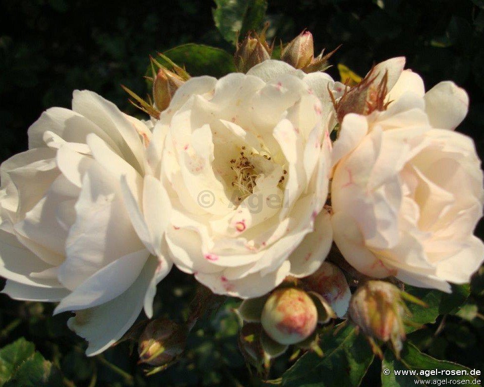 Rose ‘Neige d‘Été‘ (wurzelnackte Rose)