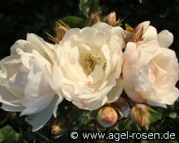 Neige d'Été kaufen, clicken für mehr Details Neige d'Été