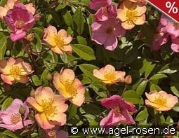 Plaisanterie kaufen, clicken für mehr Details Plaisanterie