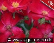 Poppy Rose