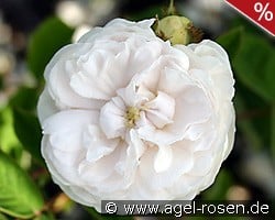 Blanche Moreau kaufen, click for more details Blanche Moreau