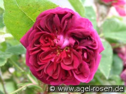 Deuil de Paul Fontaine kaufen, click for more details Deuil de Paul Fontaine