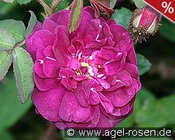 Nuits de Young kaufen, click for more details Nuits de Young