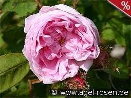 Rosa centifolia Muscosa