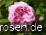 Rosa centifolia Muscosa