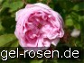Buy Rosa centifolia Muscosa