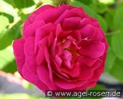 Rosa centifolia muscosa 'Rubra'