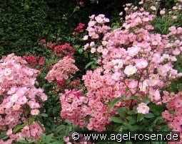 Alden Biesen kaufen, click for more details Alden Biesen