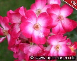 Bukavu kaufen, click for more details Bukavu