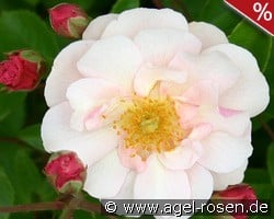 Cornelia kaufen, click for more details Cornelia