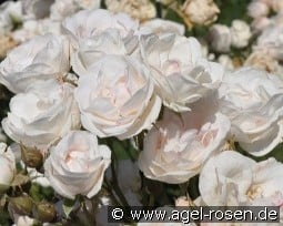 Easy to Cut kaufen, click for more details Easy to Cut