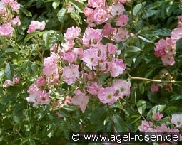 Frisson Frais kaufen, click for more details Frisson Frais