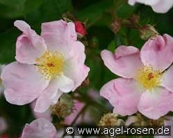 Heideröslein kaufen, click for more details Heideröslein