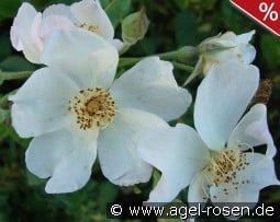 Kathleen kaufen, click for more details Kathleen