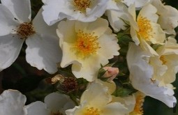 Kew Gardens