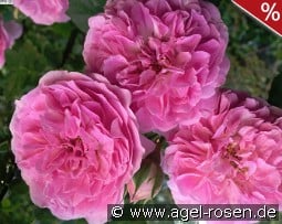 Lavender Lassie kaufen, click for more details Lavender Lassie
