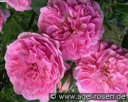 Lavender Lassie kaufen, click for more details Lavender Lassie