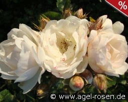 Neige d'Été kaufen, click for more details Neige d'Été
