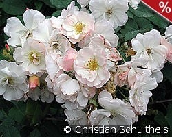 Penelope kaufen, click for more details Penelope