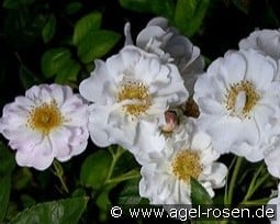 Poesie kaufen, click for more details Poesie