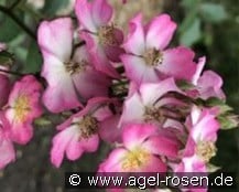 Puccini kaufen, click for more details Puccini