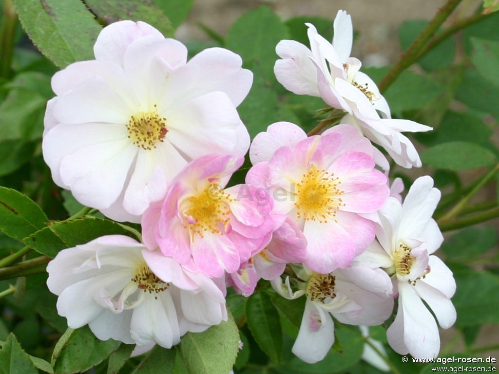 Buy Queen of the Musk – Musk Rose – AGEL ROSEN