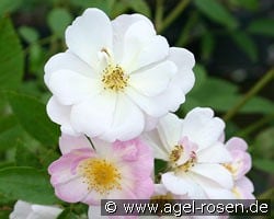 Queen of the Musk kaufen, click for more details Queen of the Musk