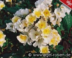 Rosalita kaufen, click for more details Rosalita