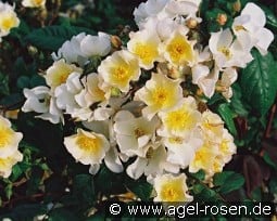 Rosalita kaufen, click for more details Rosalita