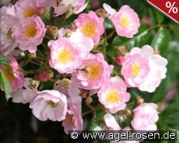 Song of Hiroshima kaufen, click for more details Song of Hiroshima