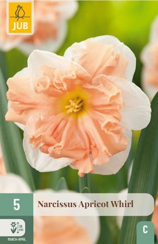 Narcissus Apricot Whirl