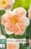 Narcissus Apricot Whirl kaufen
