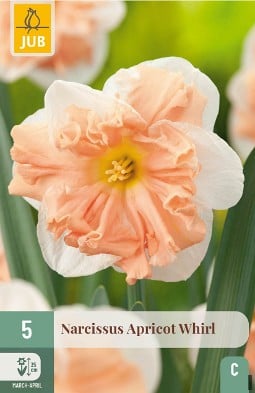 Narcissus Apricot Whirl kaufen, clicken für mehr Details Narcissus Apricot Whirl