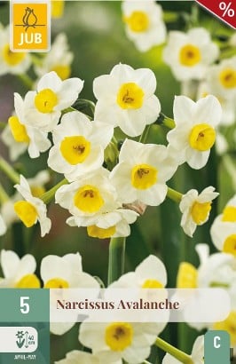 Narcissus Avalanche