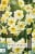 Narcissus Avalanche