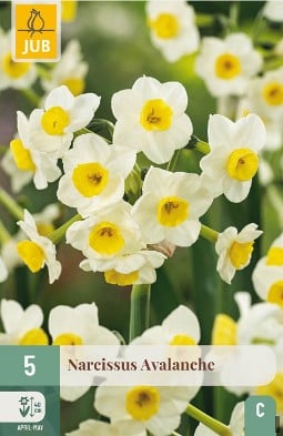 Narcissus Avalanche kaufen, clicken für mehr Details Narcissus Avalanche