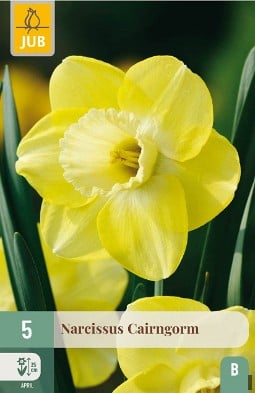 Narcissus Cairngorm kaufen, click for more details Narcissus Cairngorm