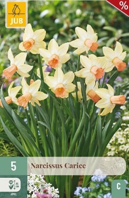 Narcissus Carice