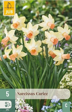 Narcissus Carice