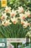 Narcissus Carice kaufen