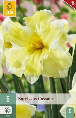 Narcissus Cassata
