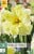 Narcissus Cassata
