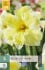 Narcissus Cassata kaufen