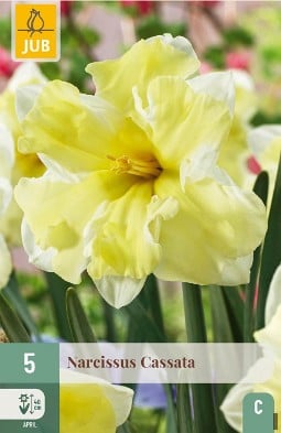 Narcissus Cassata kaufen, clicken für mehr Details Narcissus Cassata