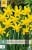 Narcissus February Gold