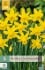 Narcissus February Gold kaufen