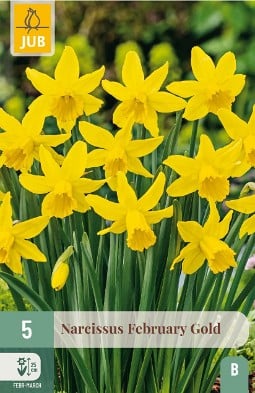 Narcissus February Gold kaufen, click for more details Narcissus February Gold