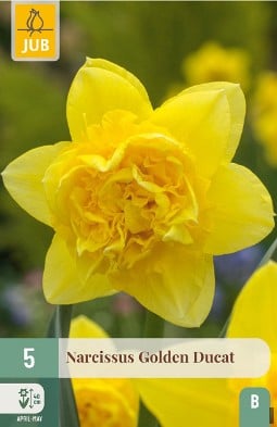 Narcissus Golden Ducat kaufen, click for more details Narcissus Golden Ducat